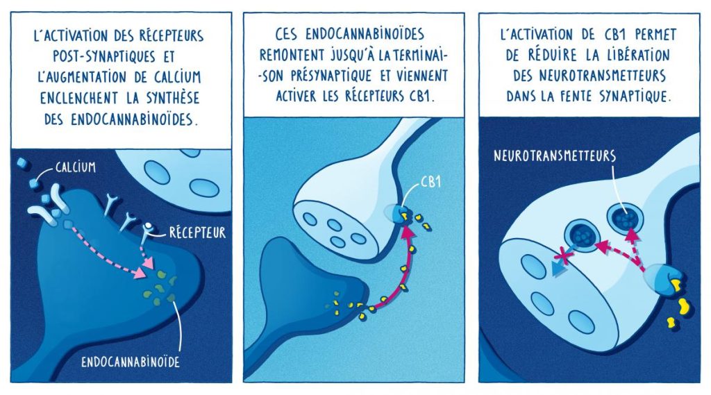 Synthèse des endocannabinoïdes et capture par les récepteurs CB1