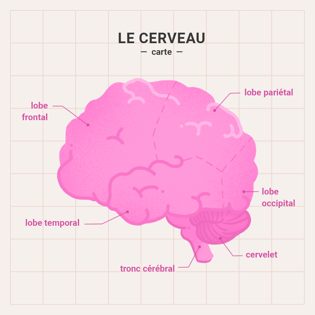 Faisceaux de neurones dans le cerveau