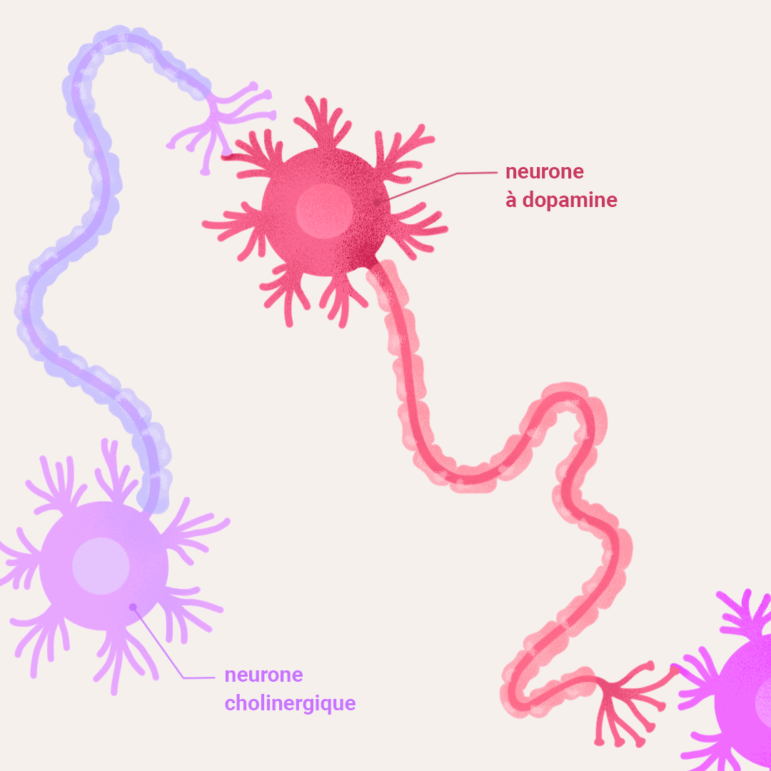 transmission du neurone cholinergique au neurone dopaminergique