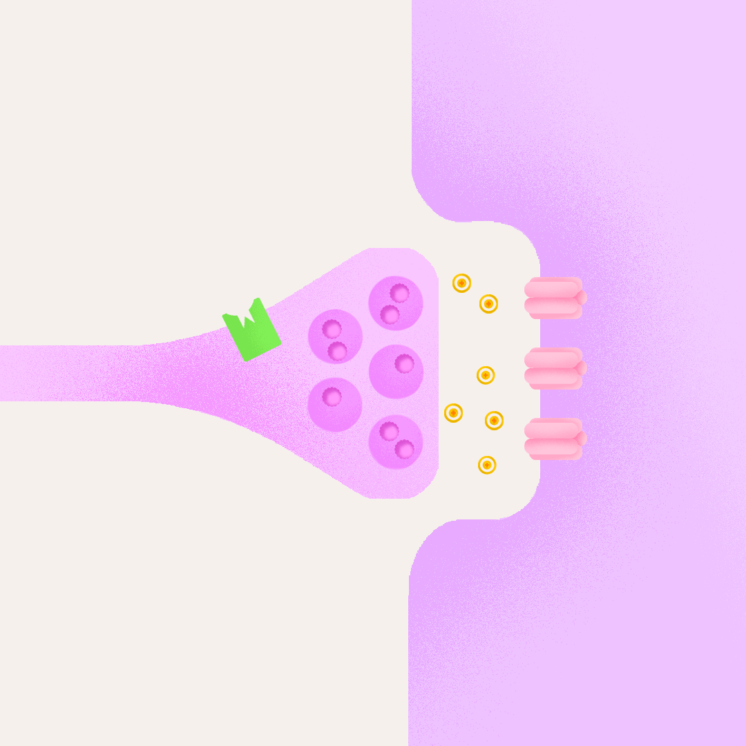 Action des opiacés sur le neurone cholinergique