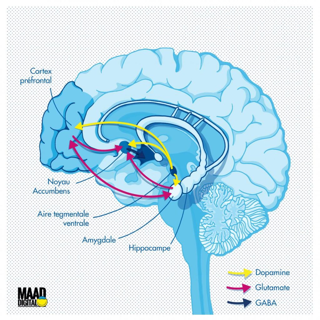 Coupe du cerveau : système de récompense