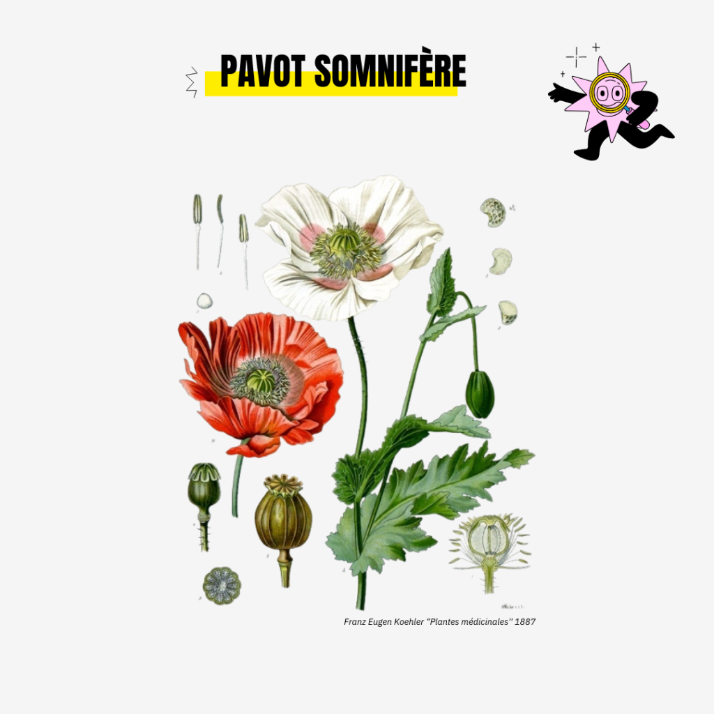 Planche botanique du pavot somnifère - d'après Franz Eugen Koehler - 1887