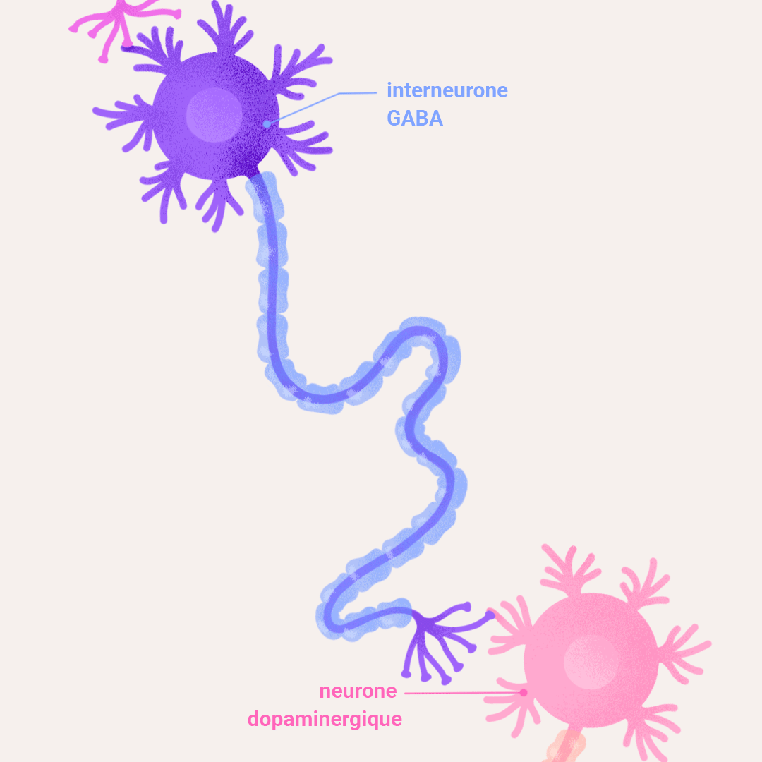 Transmission du signal de l'interneurone gaba vers un neurone à dopamine