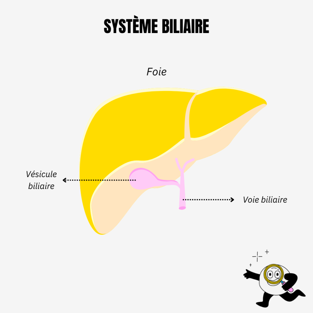 Système biliaire Foie, vésicule biliaire, voie biliaire