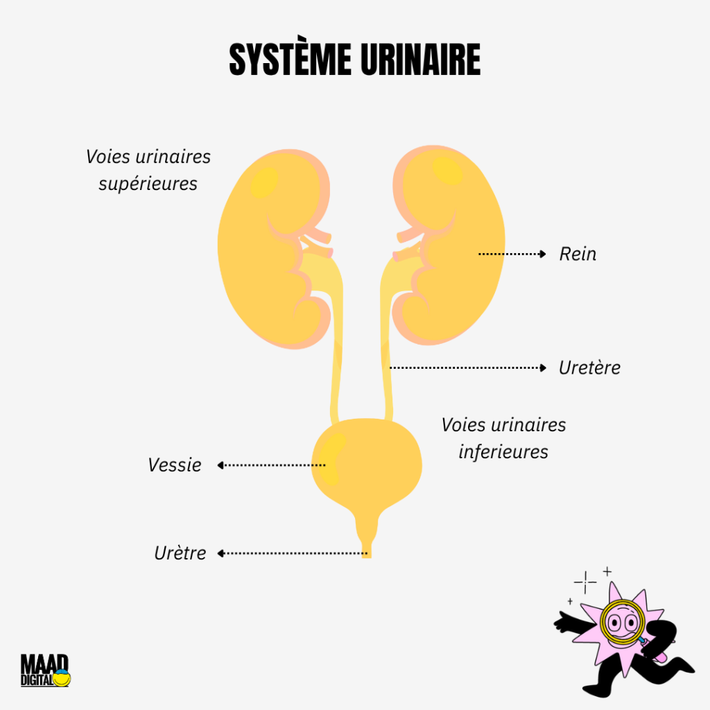 Système urinaire Voies urinaires supérieures : rein, uretère Voies urinaires inférieures : vessie, urètre