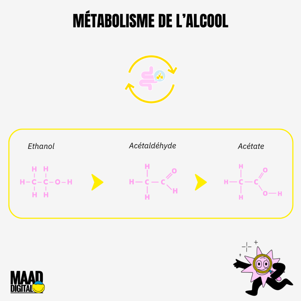 Métabolisme de l'alcool