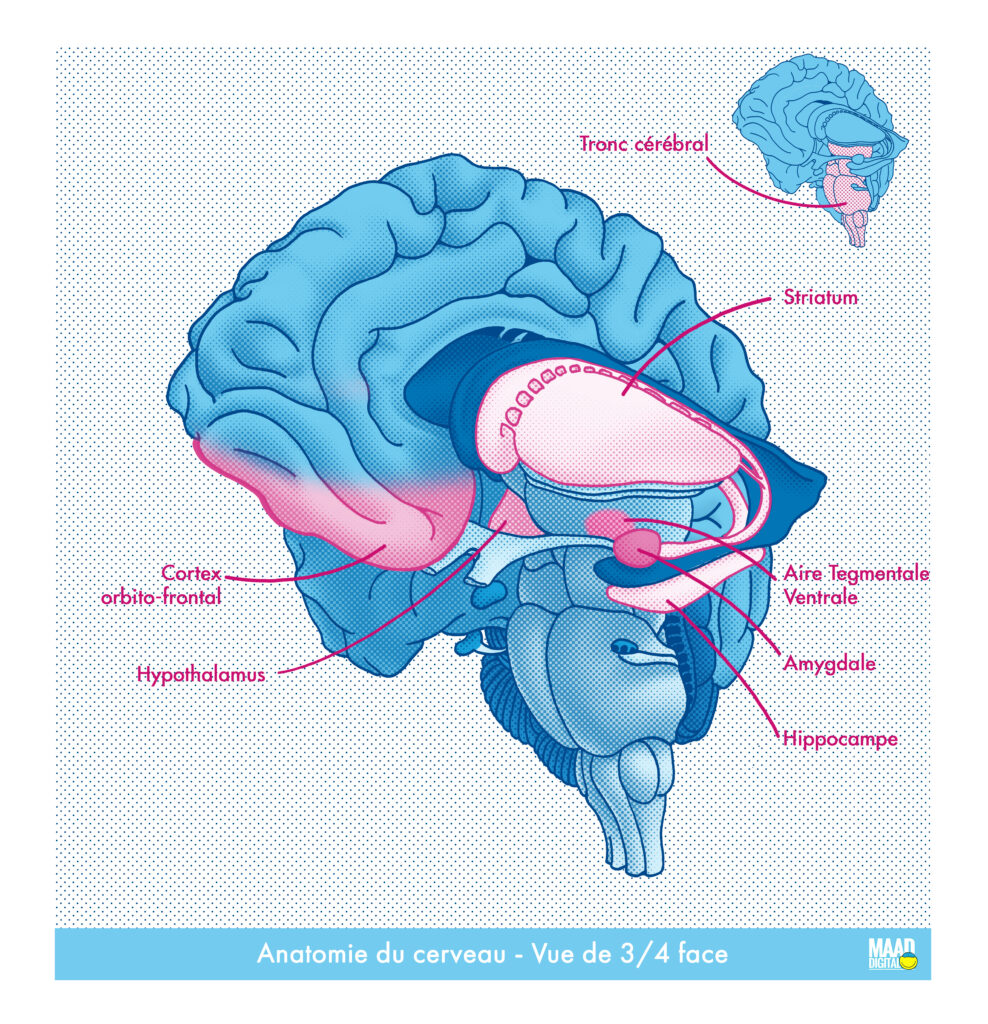Anatomie du cerveau - vue 3/4 face