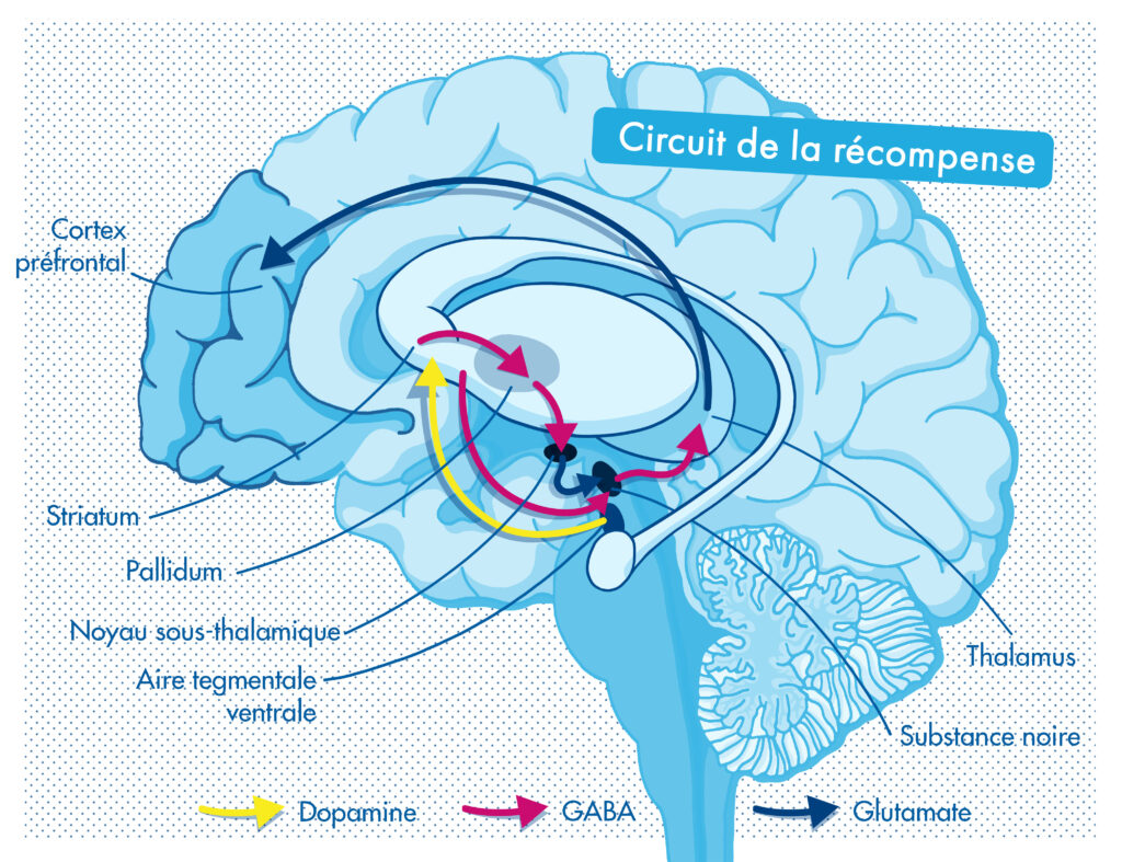 Circuit de la récompense : zones du cerveau et neurotransmetteurs Dopamine, GABA, Glutamate