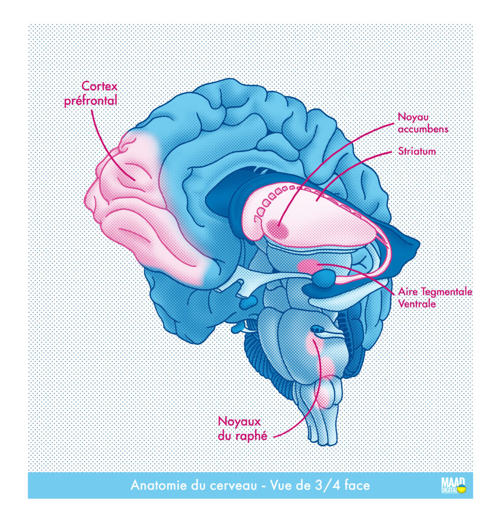 Anatomie du cerveau - vue 3/4 face