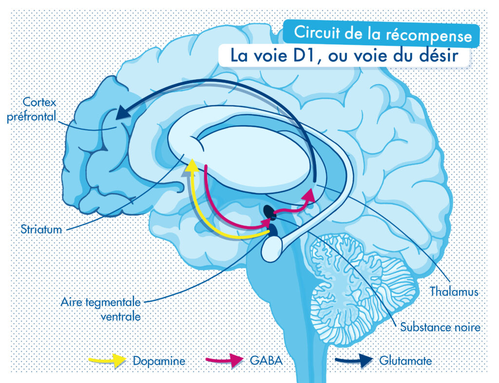 Circuit de la récompense voie D1, voie du désir