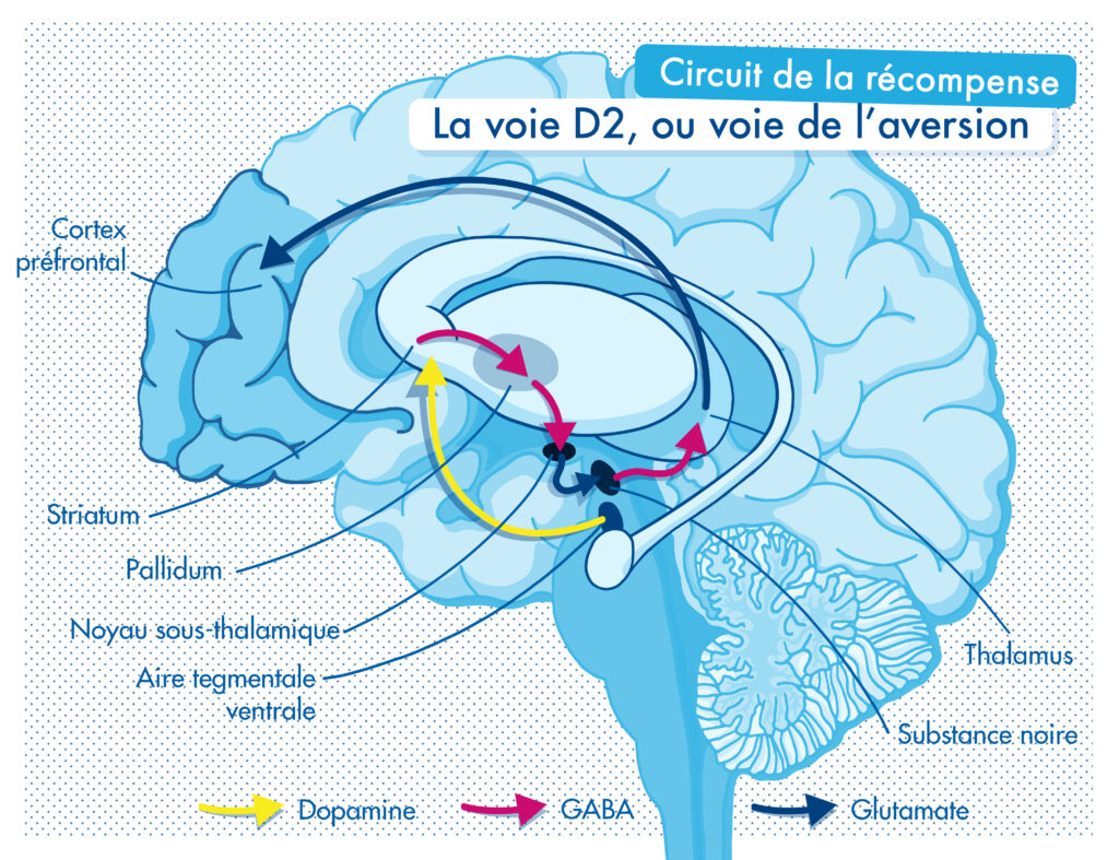 Circuit de la récompense voie D2, voie de l'aversion