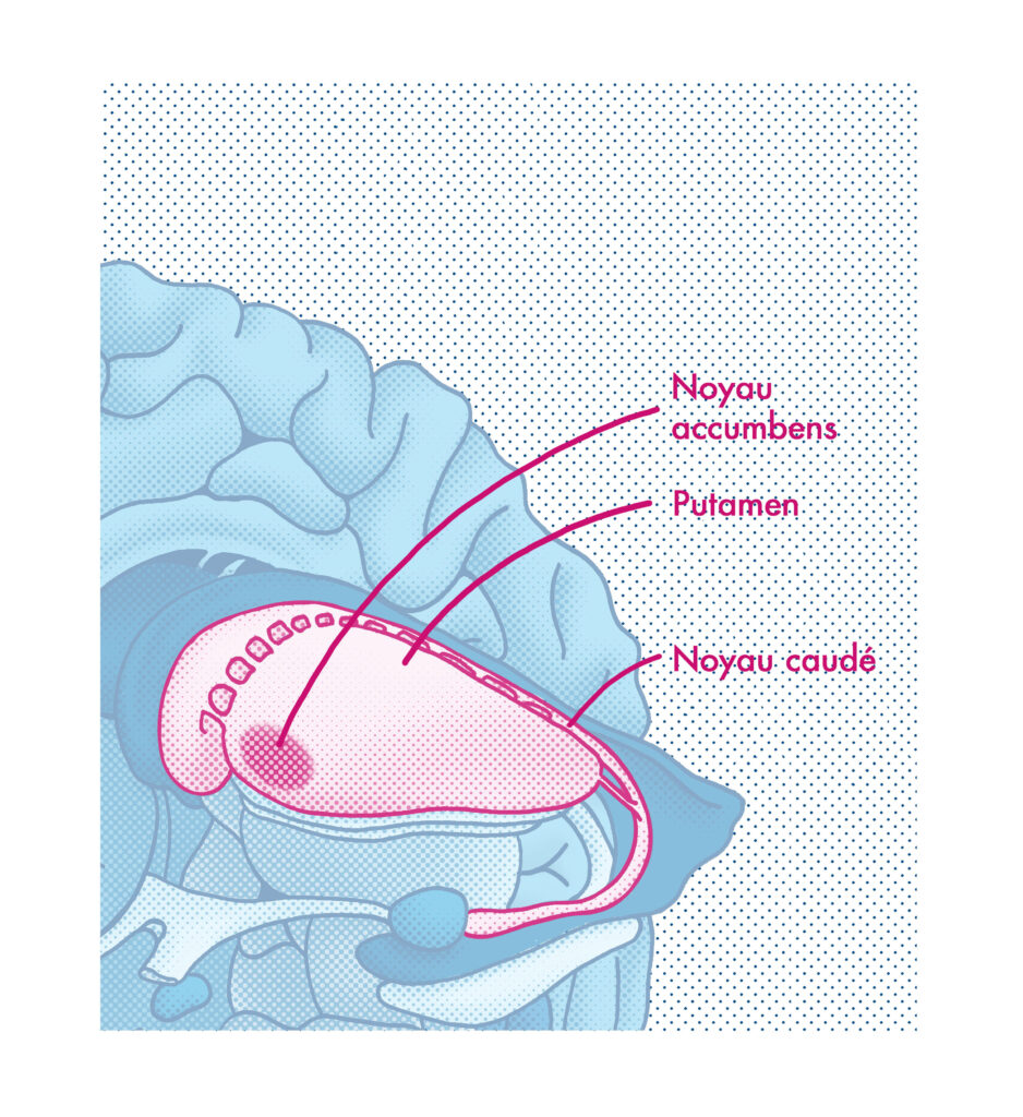 Striatum