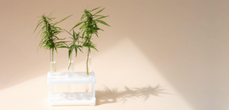 Consommation de cannabinoïdes : le point de vue d'une addictologue