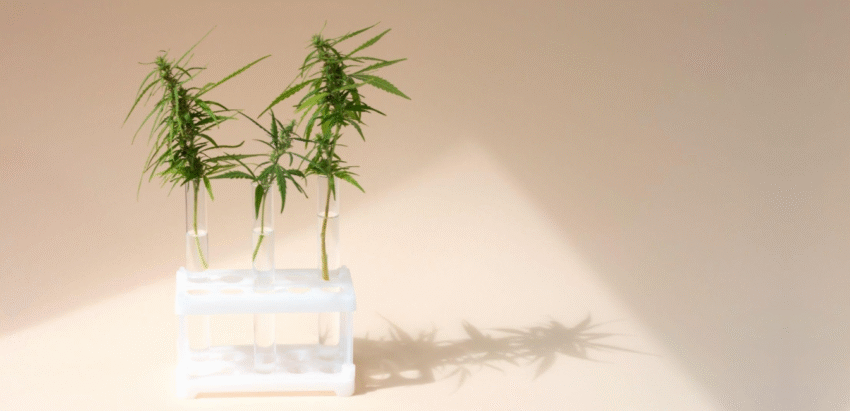 Consommation de cannabinoïdes : le point de vue d'une addictologue